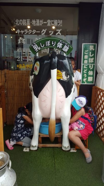 小樽乳しぼり体験