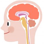 ケイ素（シリカ）が縮まった脳の松果体をフォロー！そのケイ素の働きとは！？