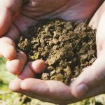 ケイ素（珪素）量が減った現在の土壌と健康への影響
